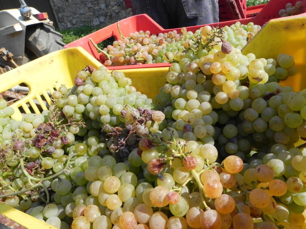 Agriturismo Il Cuscino Nel Pagliaio Campiglia Marittima Esterno foto